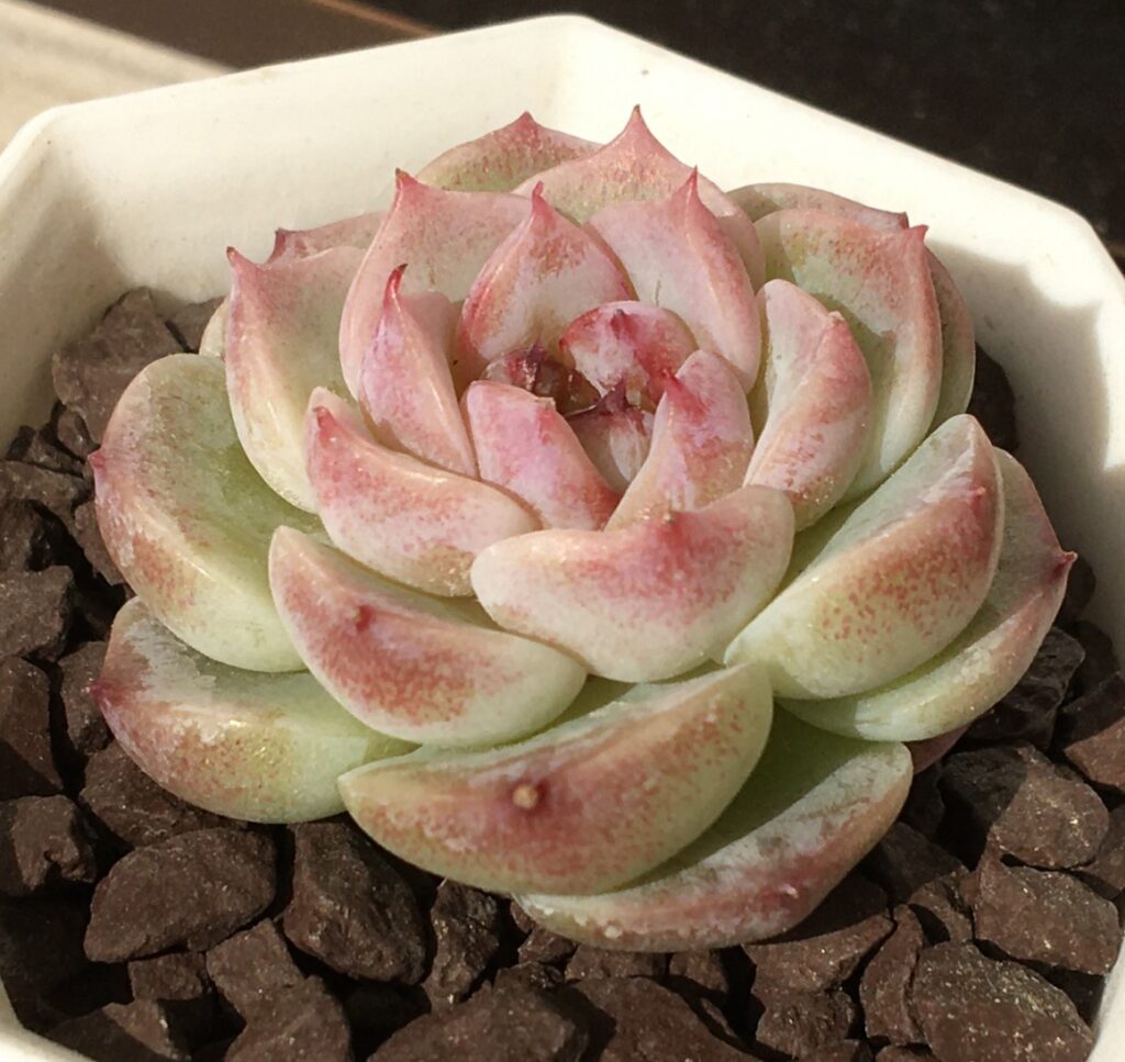 多肉植物　エケベリア　レッドベルベット