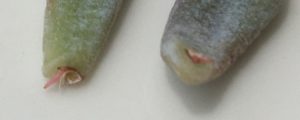 エケベリアのブルービーン
葉挿しからの発根2