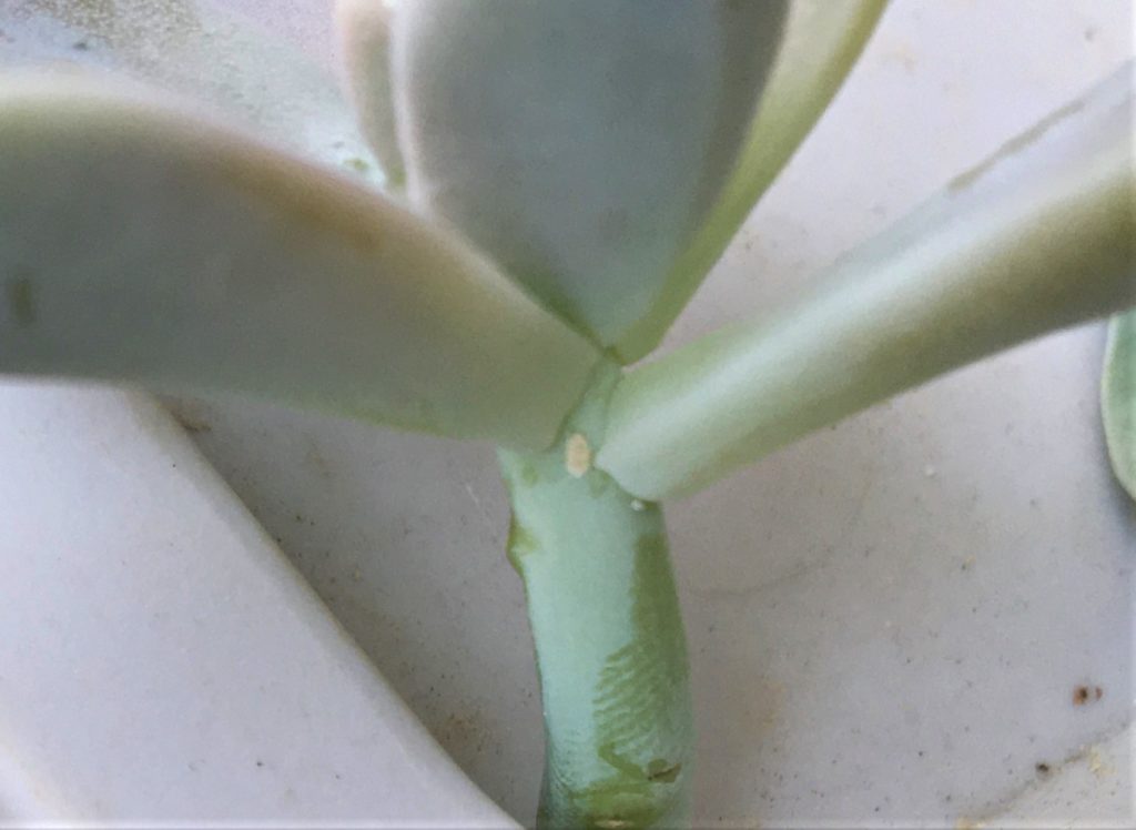 植物 カイガラムシ の対処法 こずきの多肉生活 植物 カイガラムシ の対処法 こずきの多肉生活