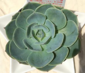 多肉植物　エケベリア　七福神