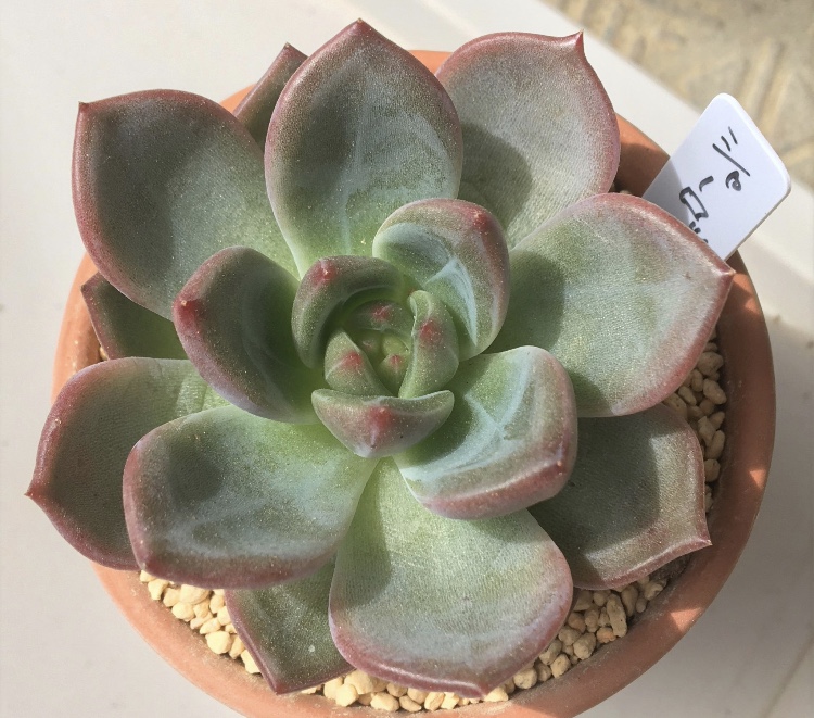 多肉植物　エケベリア　シャーロット