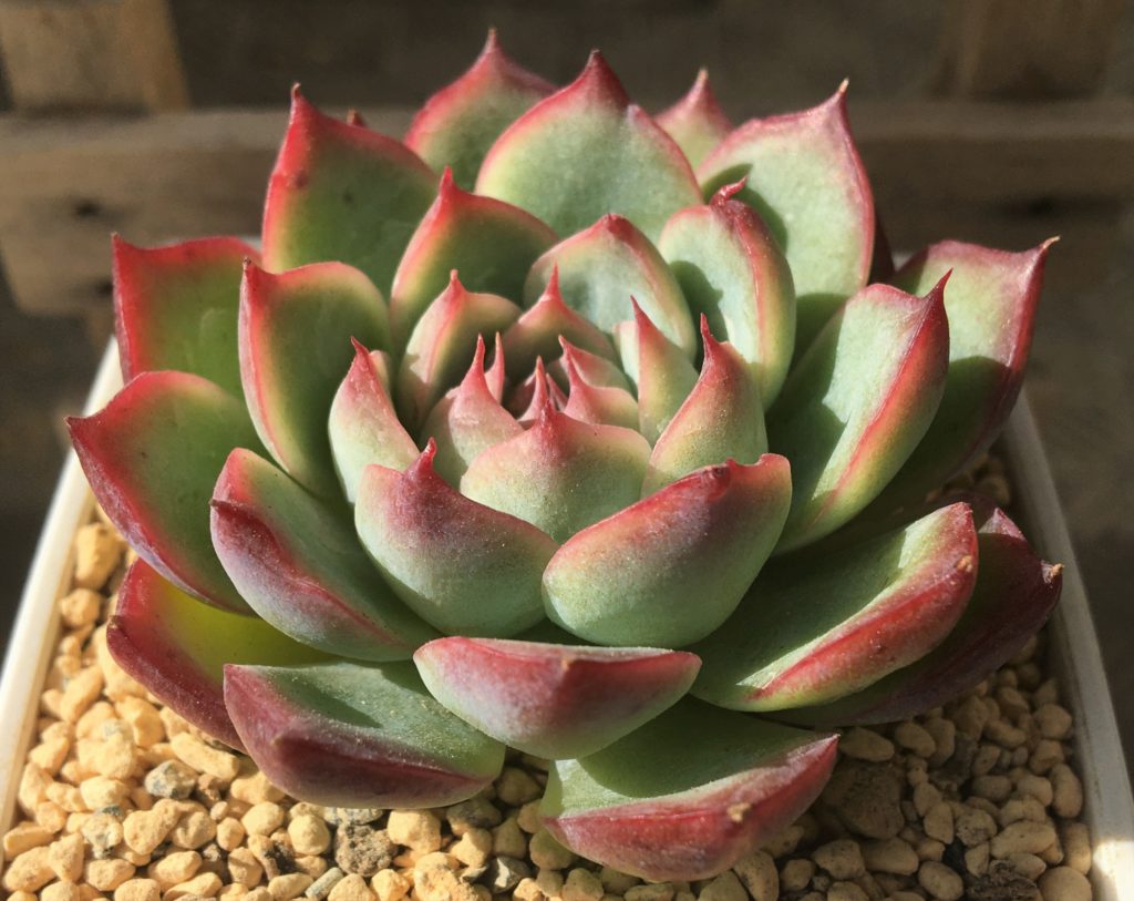 多肉植物　エケベリア　ピンククリスタル