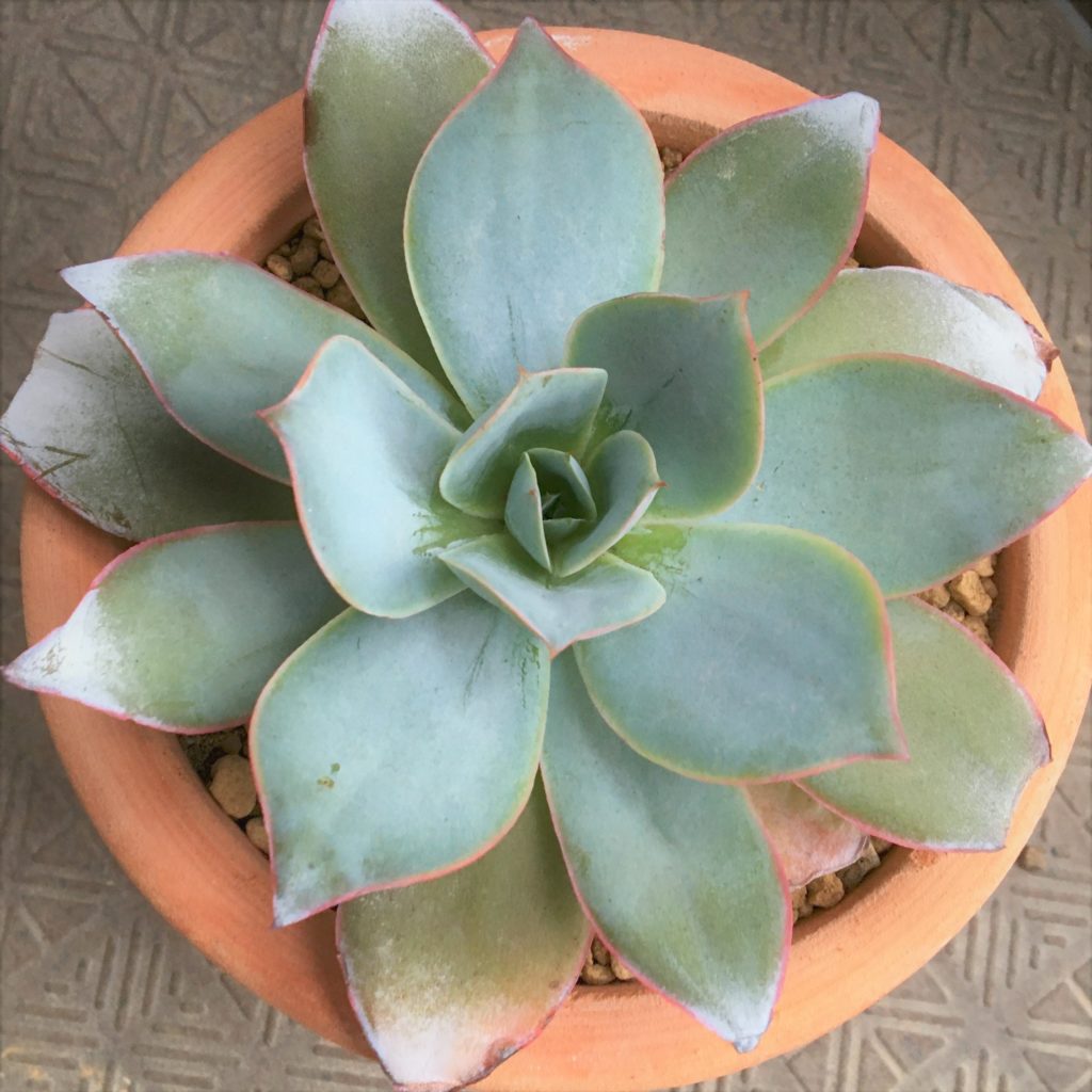 多肉植物　エケベリア　カンテ