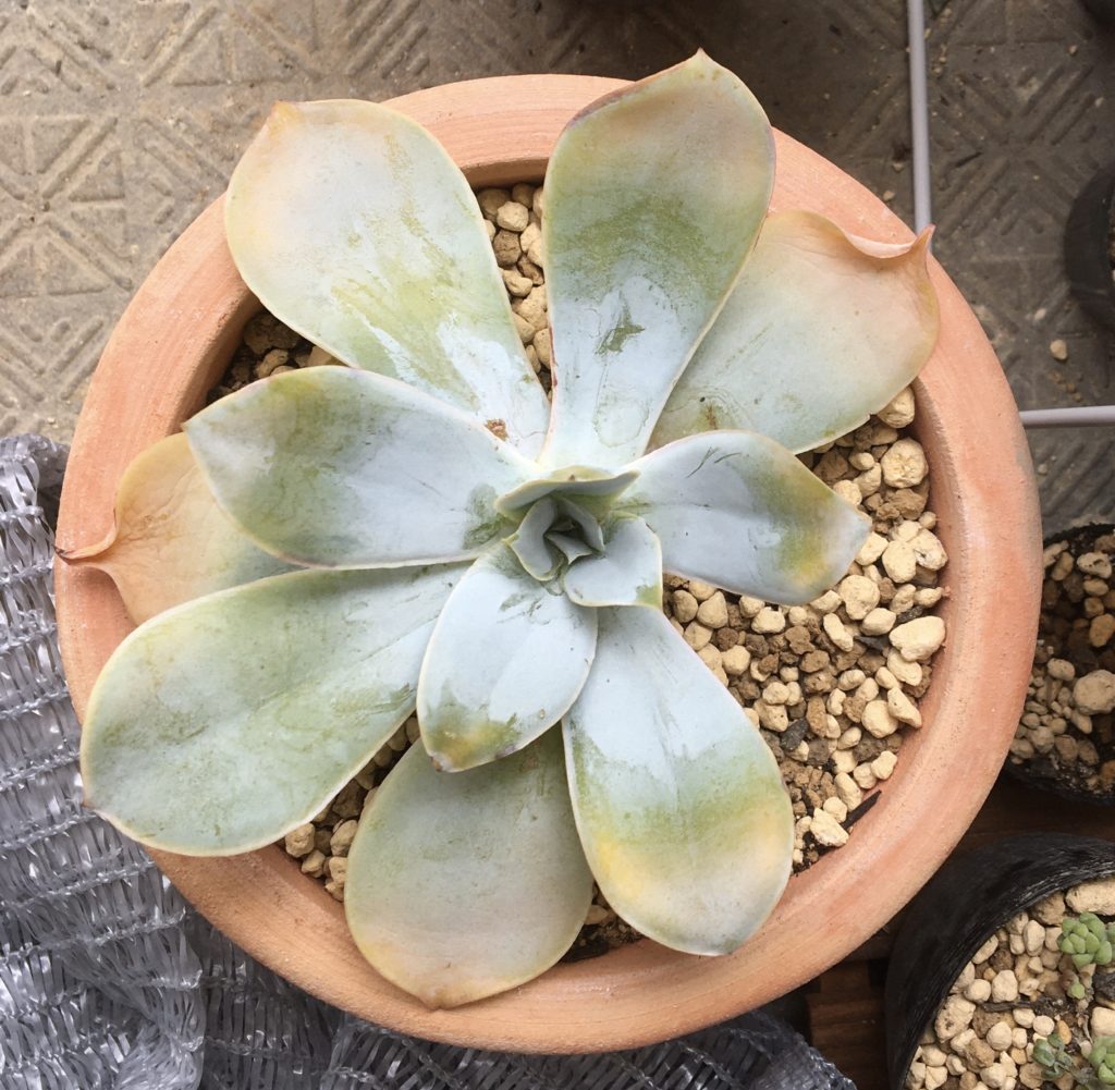 多肉植物　エケベリア　カンテ