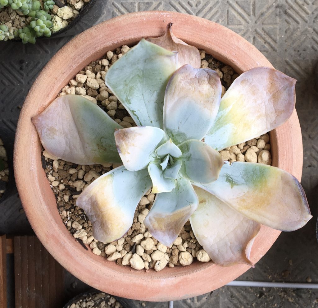 多肉植物　エケベリア　カンテ