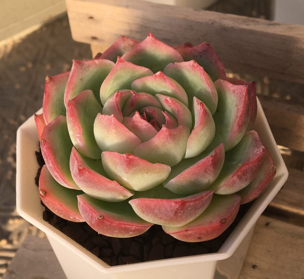 多肉植物　エケベリア　シルエット