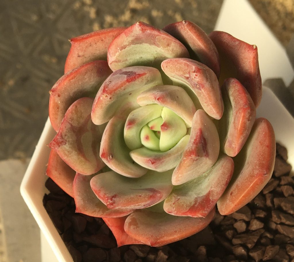 多肉植物　エケベリア　シャルモン