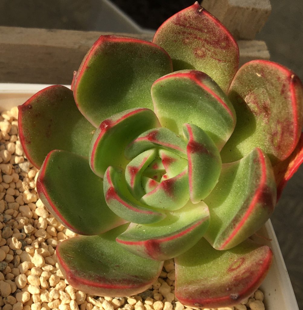 多肉植物　エケベリア　サル