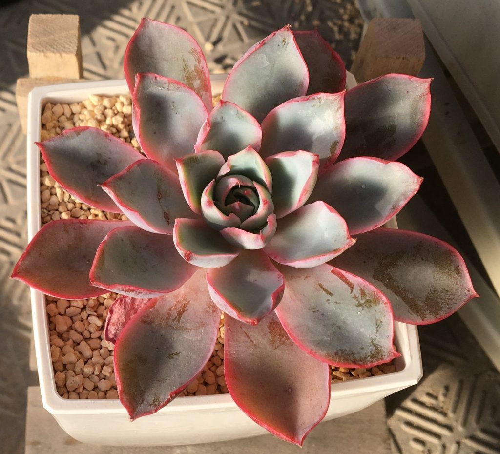 多肉植物　エケベリア　ヘラ