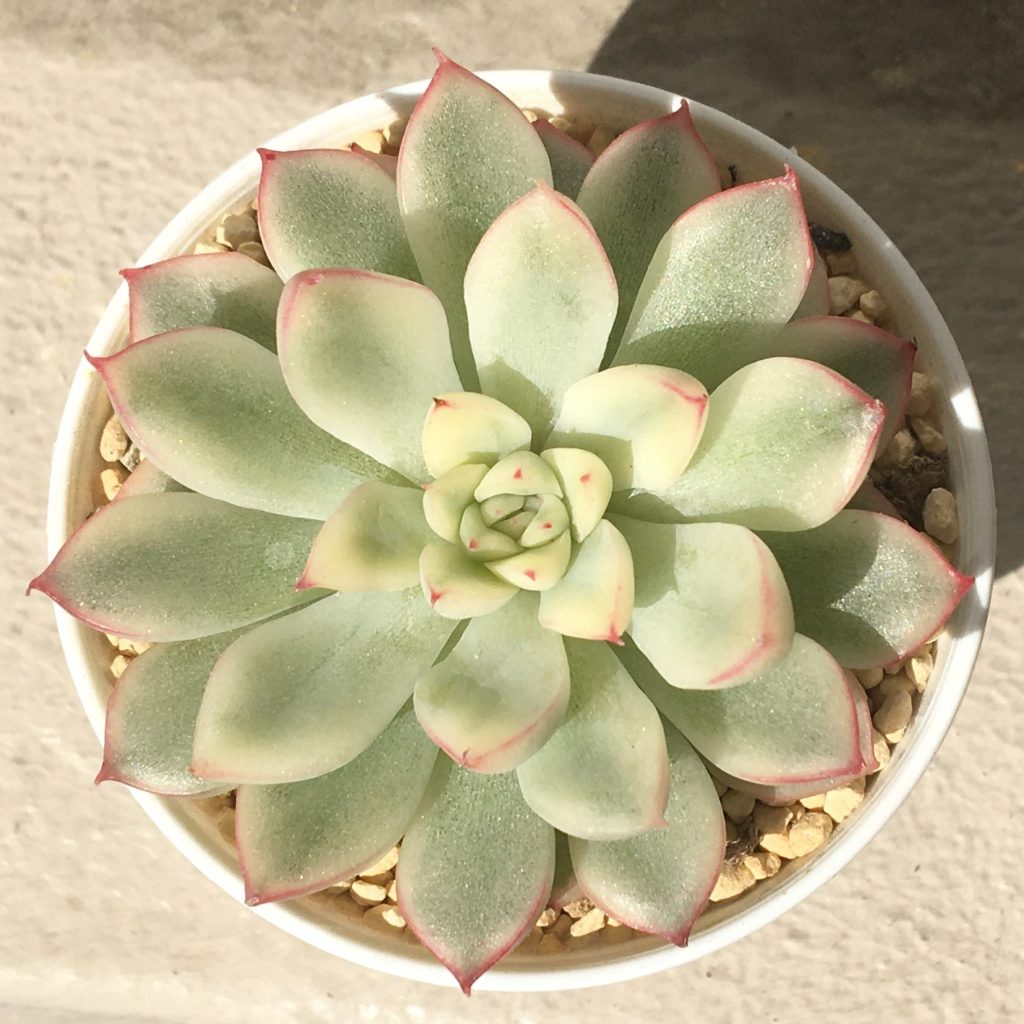 多肉植物　エケベリア　メビナ錦