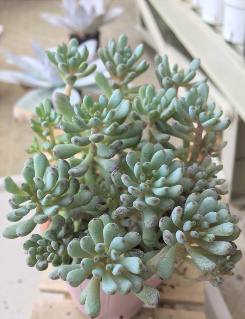 多肉植物　グラプトペタルム　ブルービーン