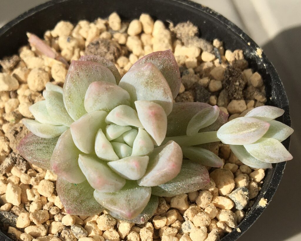 多肉植物　エケベリア　プロリフィカ錦